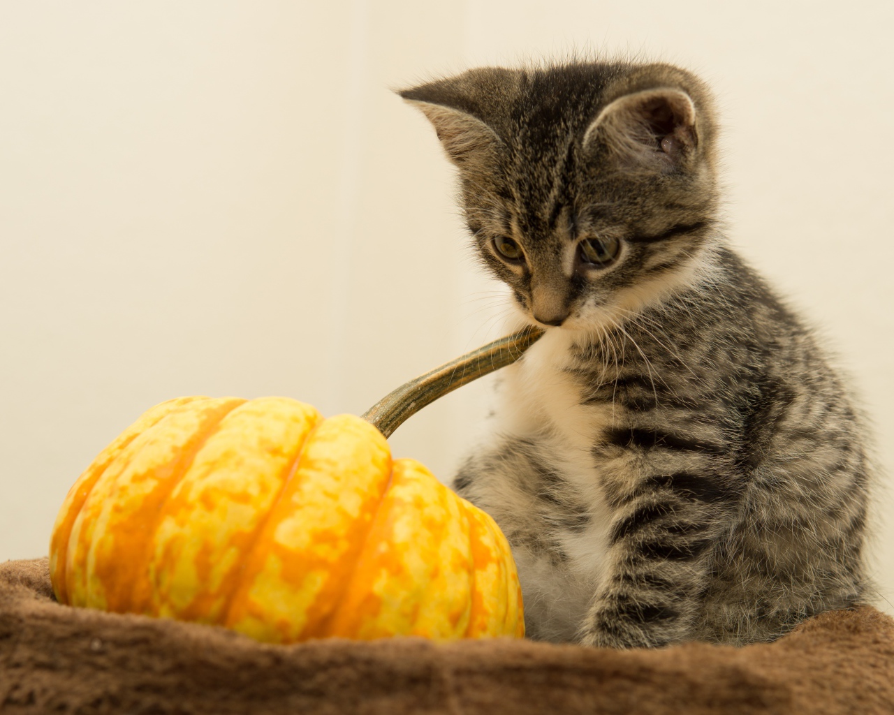 Маленький котенок с тыквой