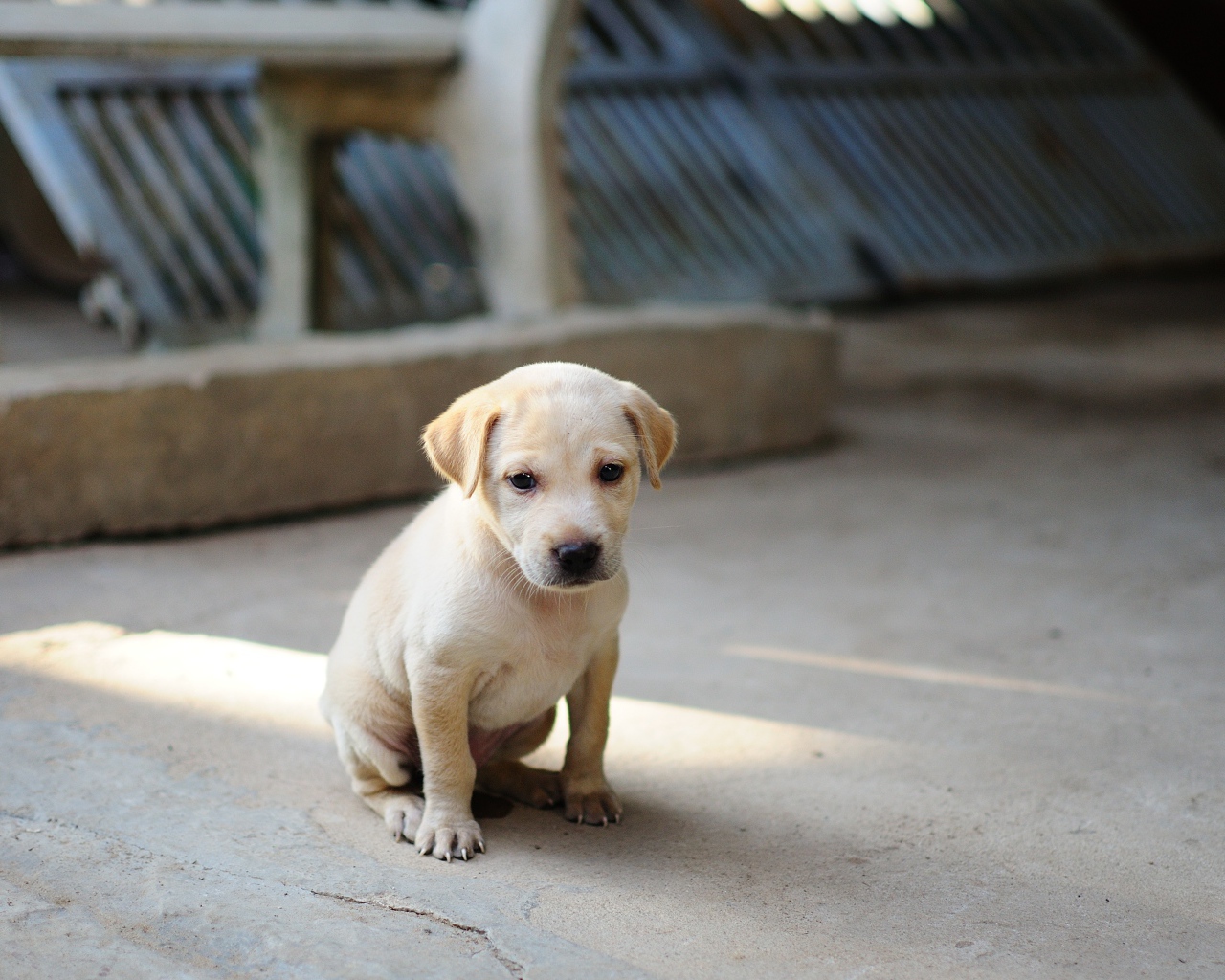 Маленький грустный щенок золотистого ретривера на земле