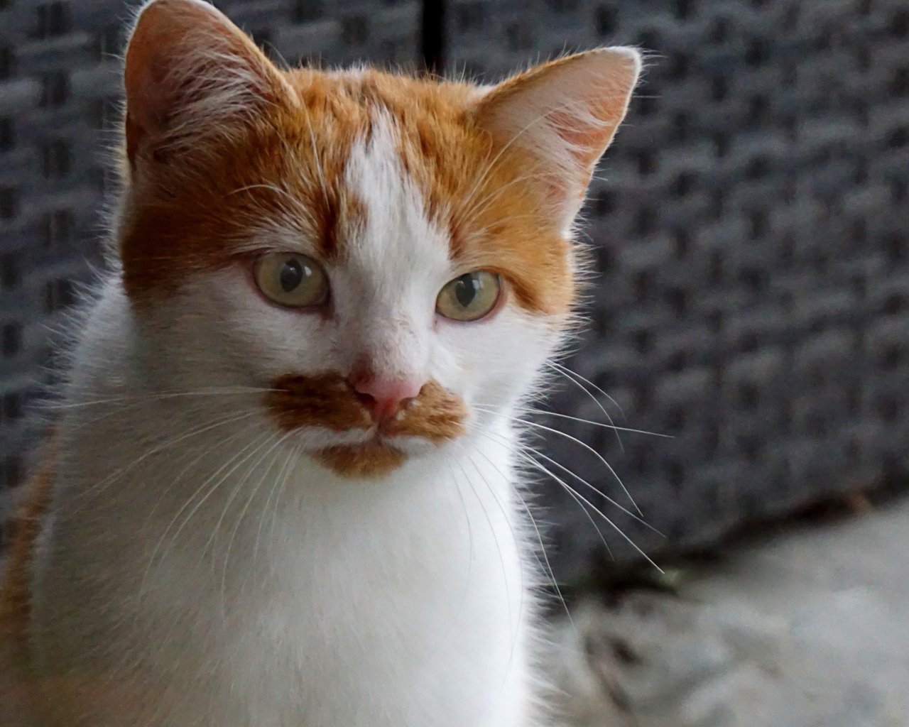 Рыжий с белым кот сидит на диване 