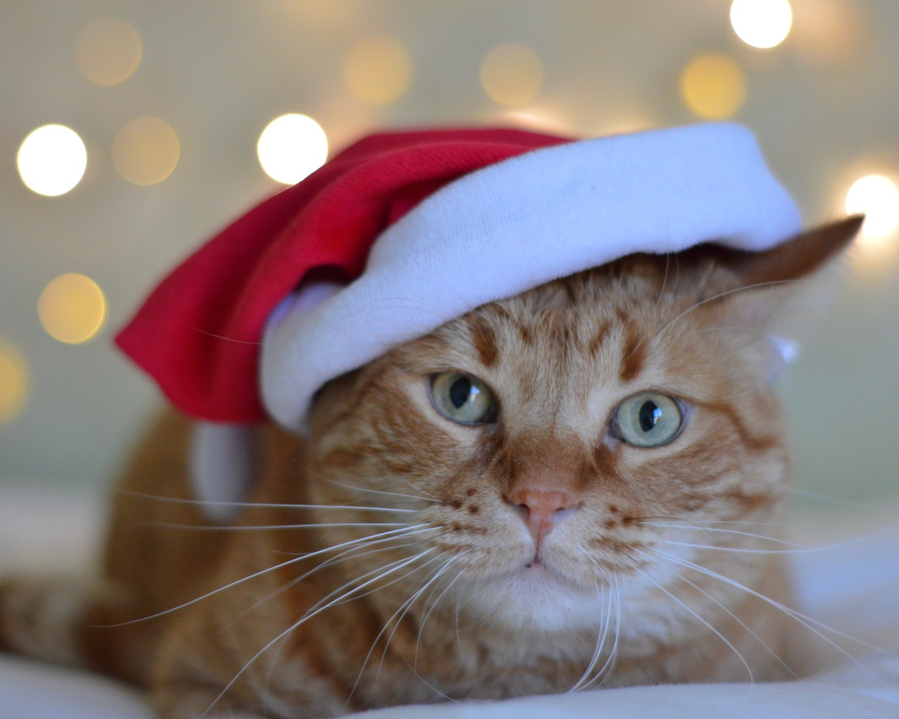Рыжий кот в красной шапке Санта Клауса 