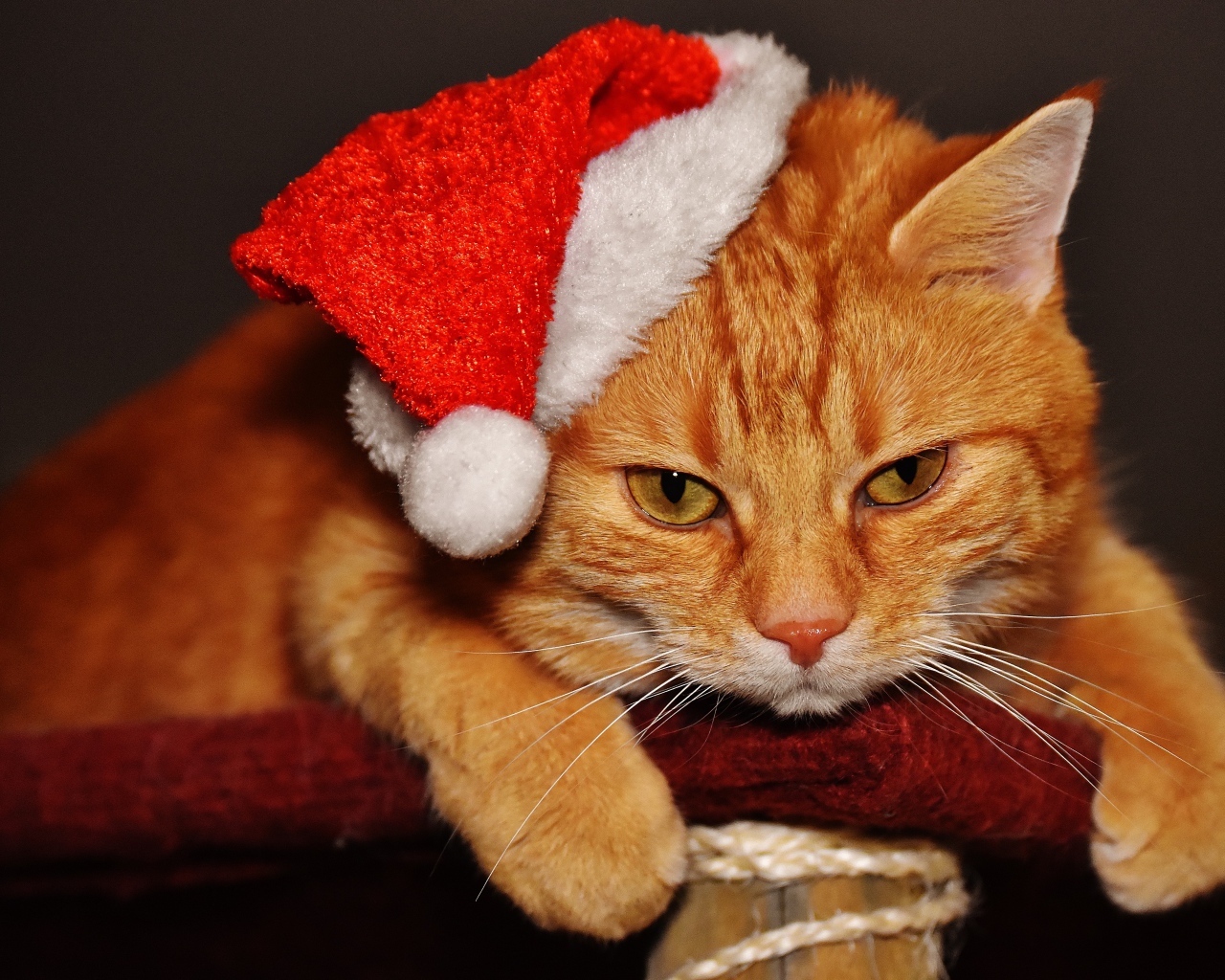 Грустный рыжий кот в новогодней шапке