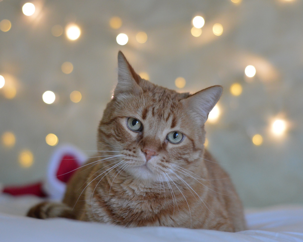 Грустный рыжий кот на фоне стены 