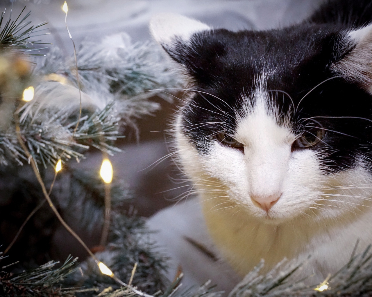 Серьезный кот сидит у ели с герляндой 