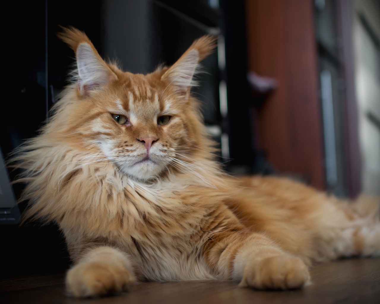 Serious red maine coon cat