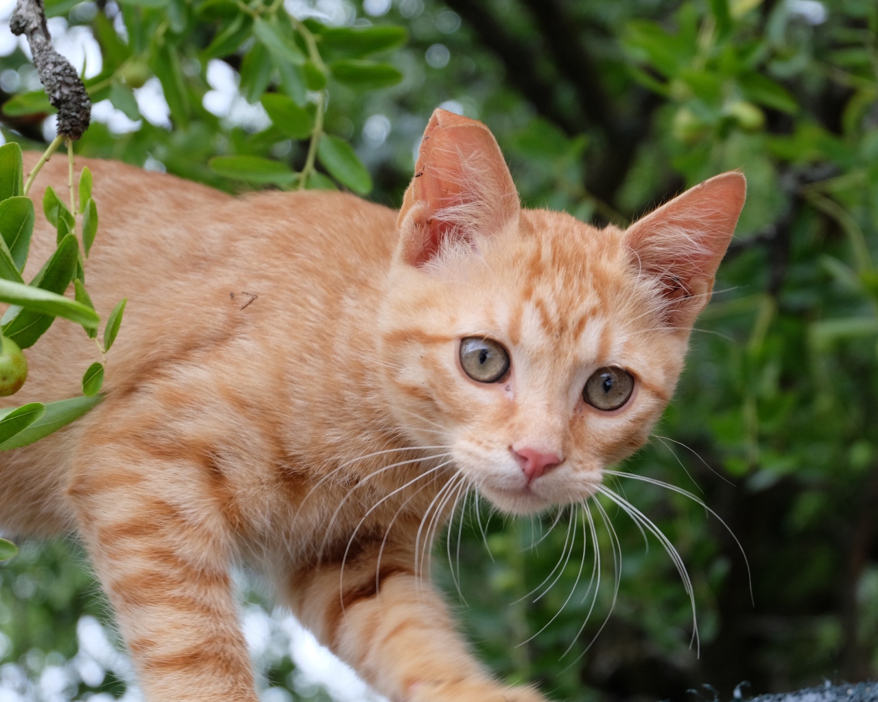 Маленький красивый рыжий котенок в ветках 