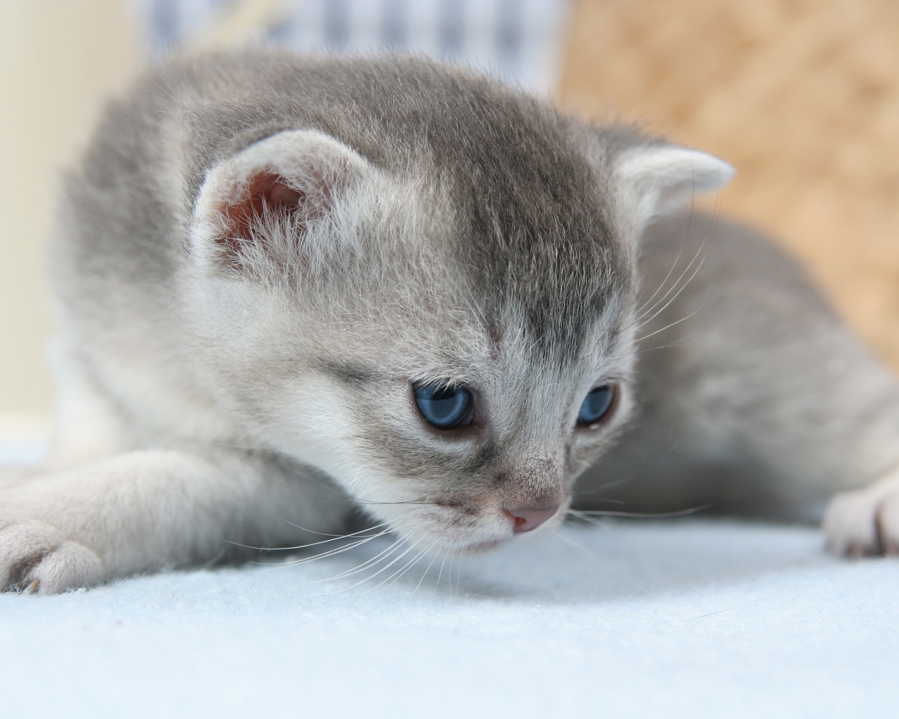 Маленький серый котенок на белом покрывале 