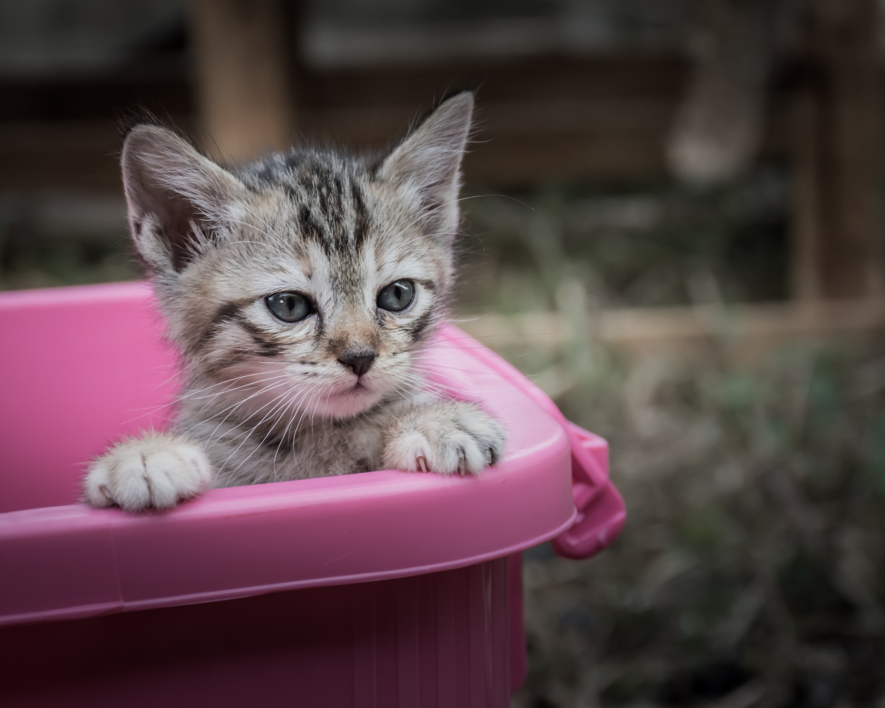Маленький серый котенок сидит в розовом тазике