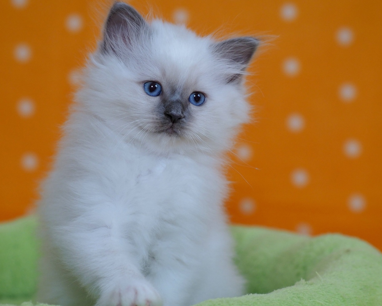 Маленький породистый котенок с голубыми глазами на лежанке