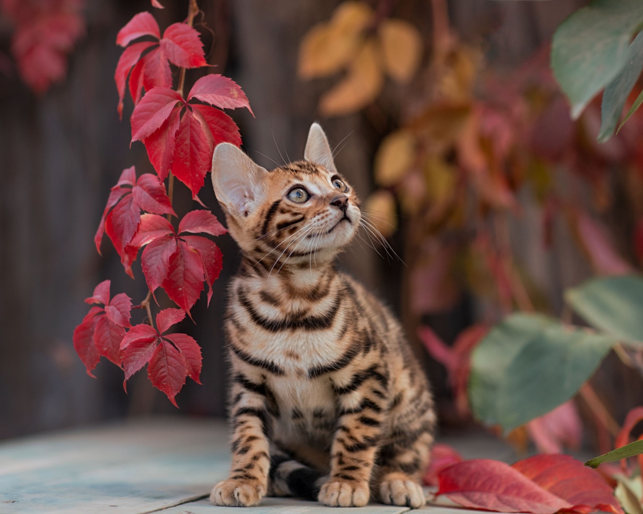Маленький полосатый котенок с красными листьями