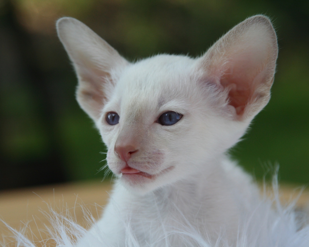 Маленький белый котенок с большими ушами 
