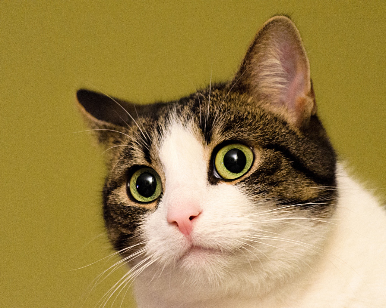 Удивленный кот на желтом фоне 