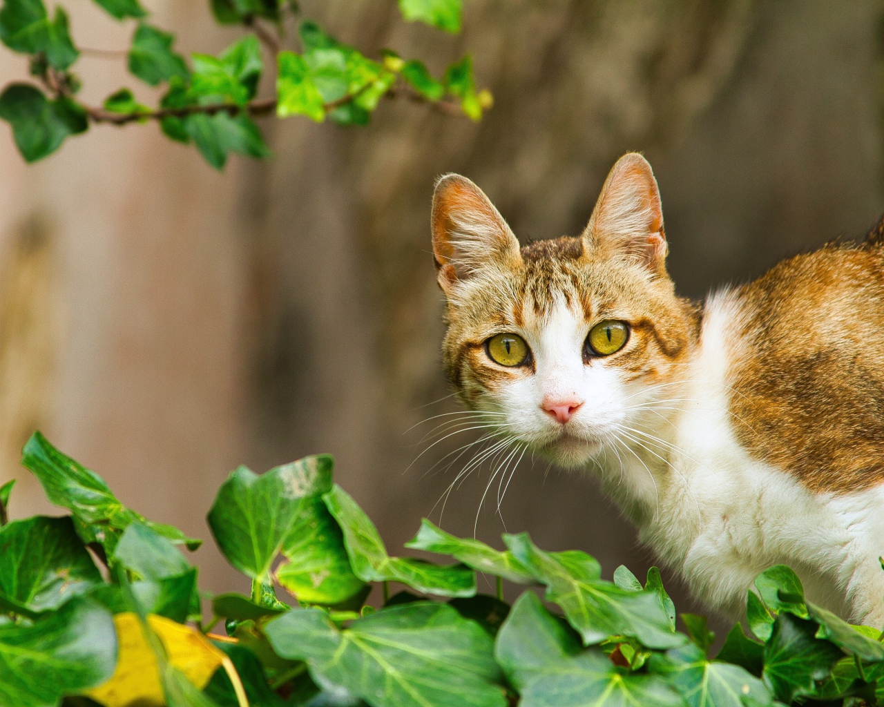 Удивленный кот сидит в зеленых листьях