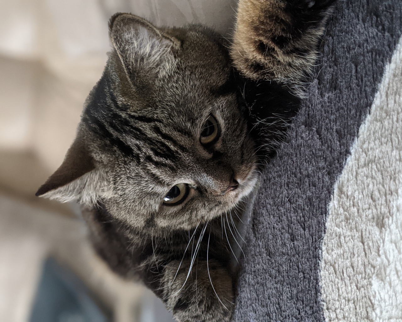 Полосатый серый кот лежит на покрывале