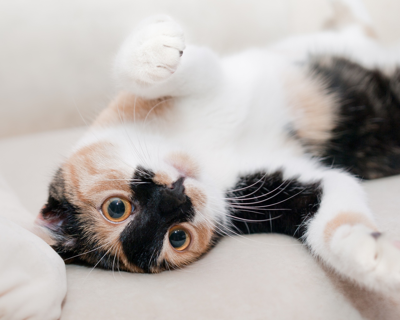 Трехцветная кошка нежится на кровати