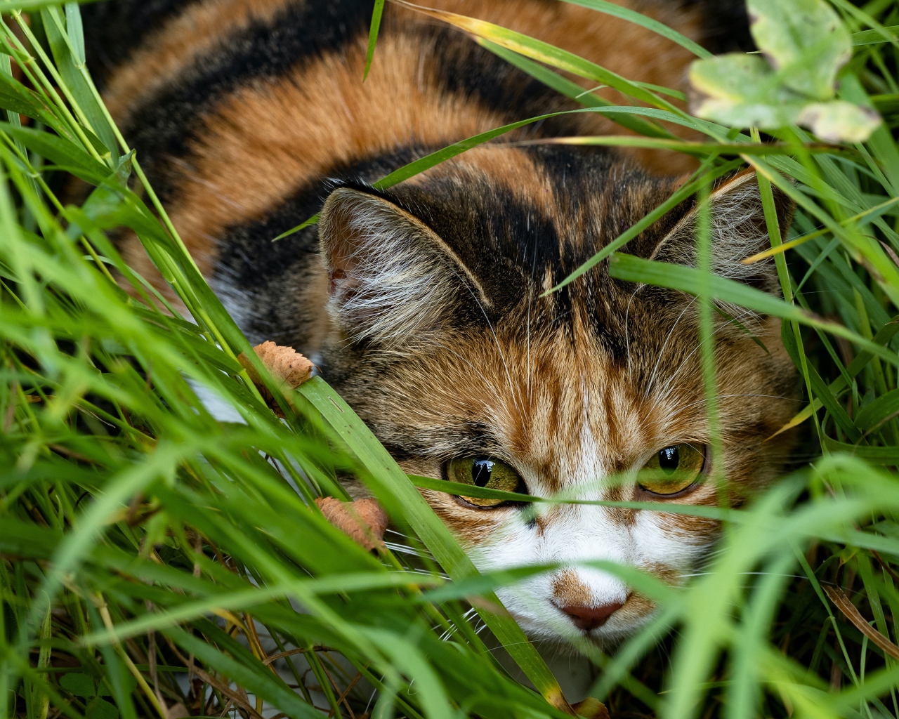 Трехцветная кошка прячется в зеленой траве
