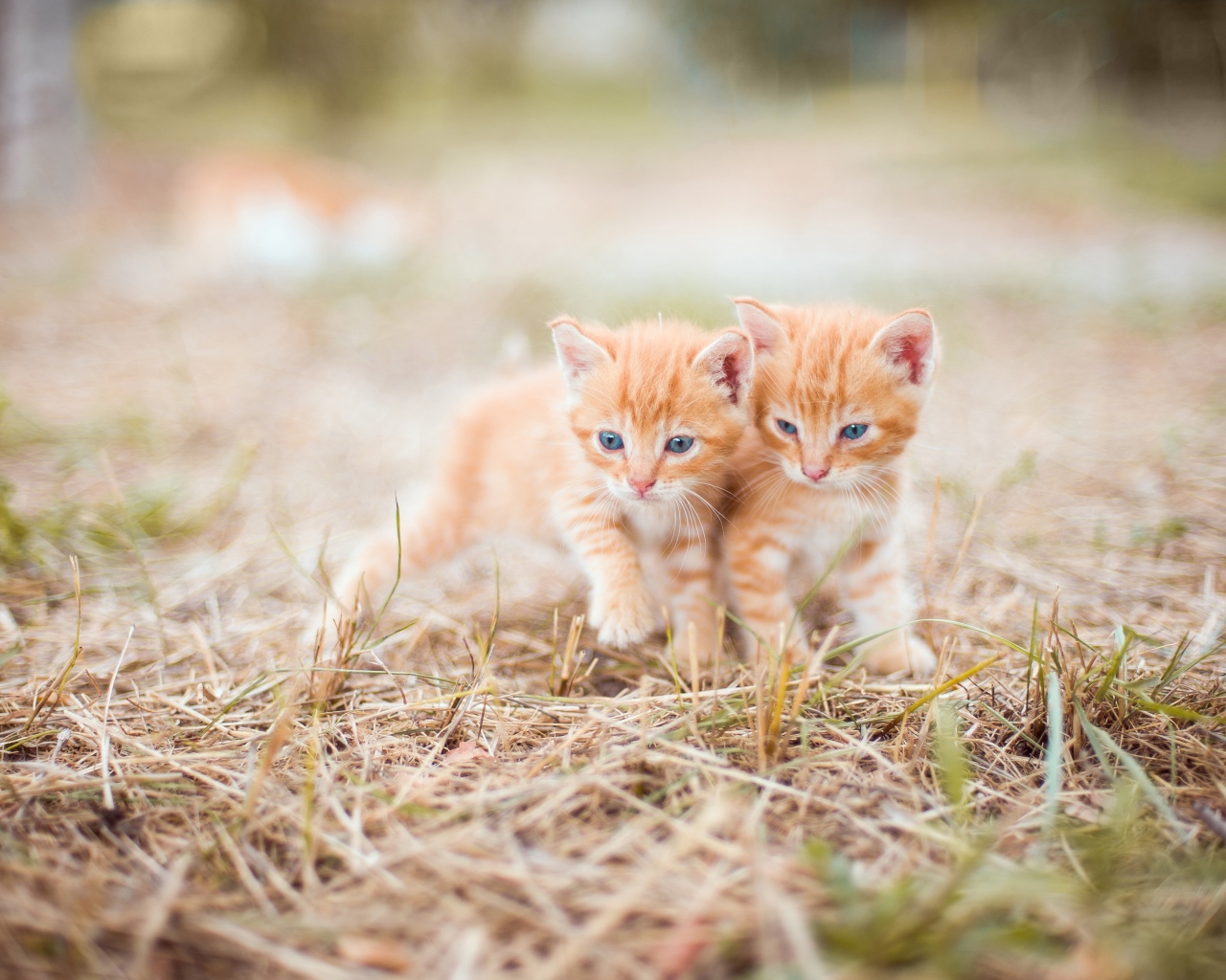 Два маленьких рыжих котенка на траве