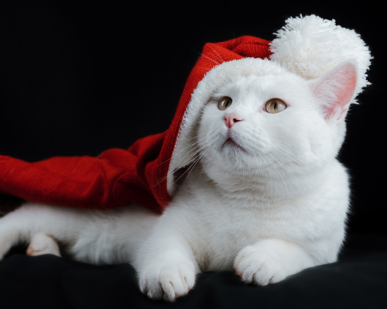 Белый кот в красном колпаке на черном фоне
