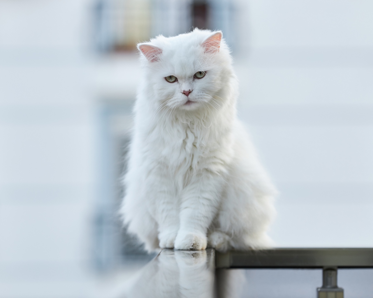 Белый кот сидит на перилах 