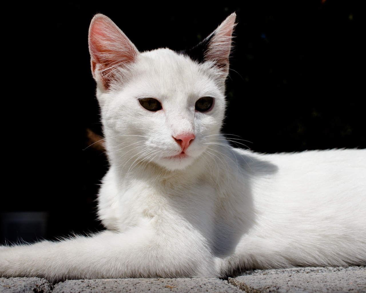 Белый кот спит на камнях на черном фоне