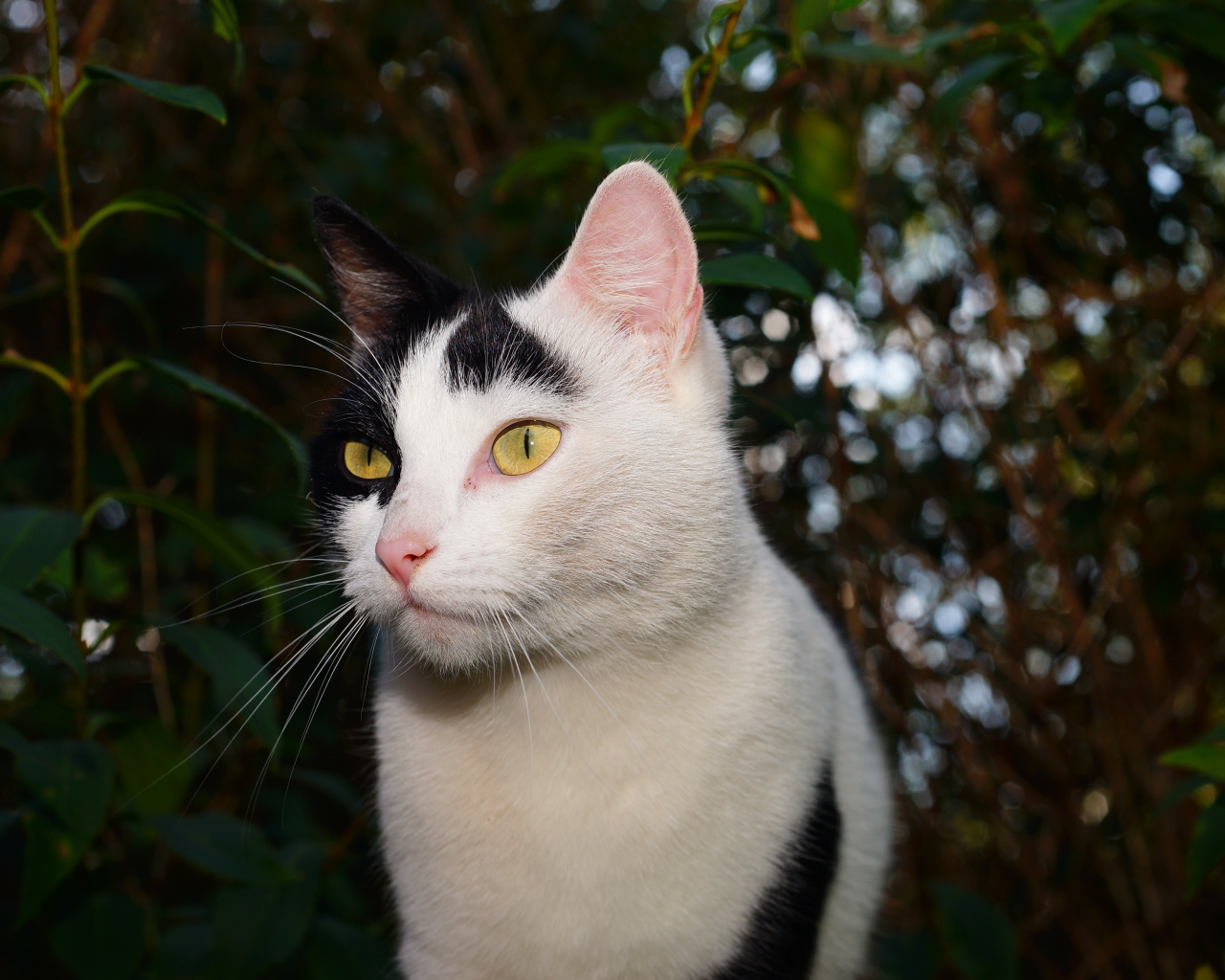 Белый с черными пятнами кот в саду