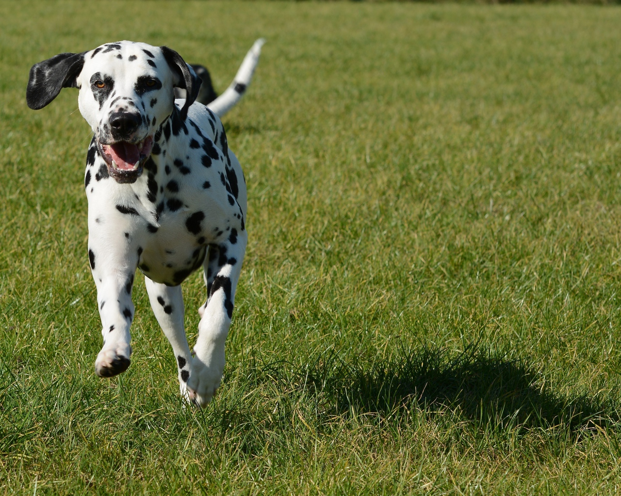 Довольный пятнистый далматин бежит по траве 