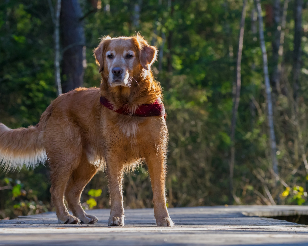 Большой золотистый ретривер стоит на деревянном мосту
