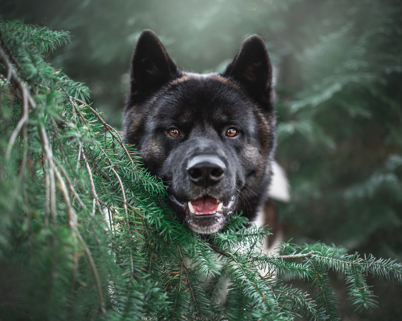 Собака породы акита ину прячется за веткой ели