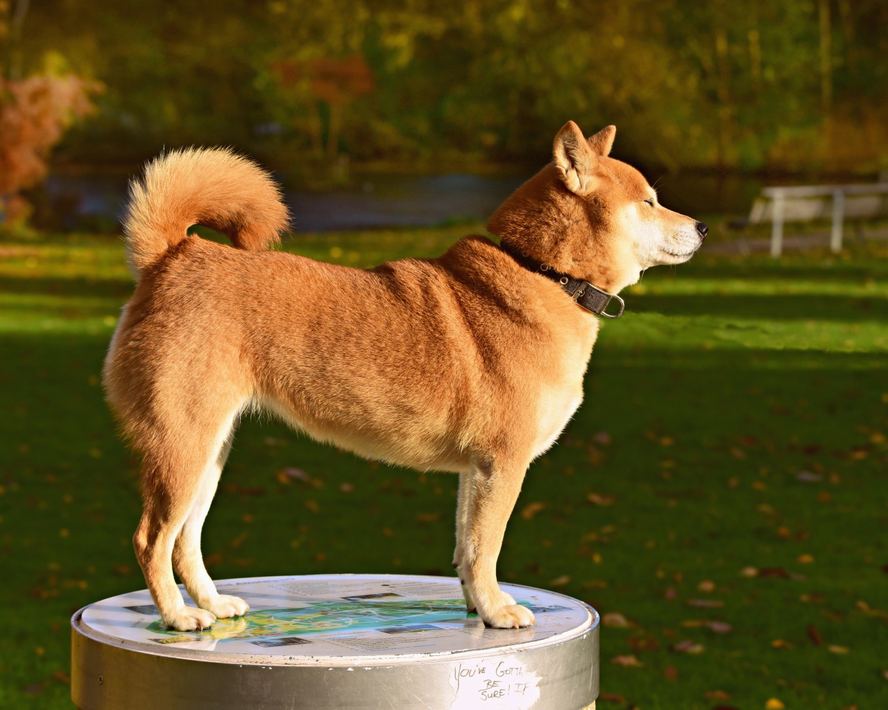 Собака породы акита ину в лучах солнца