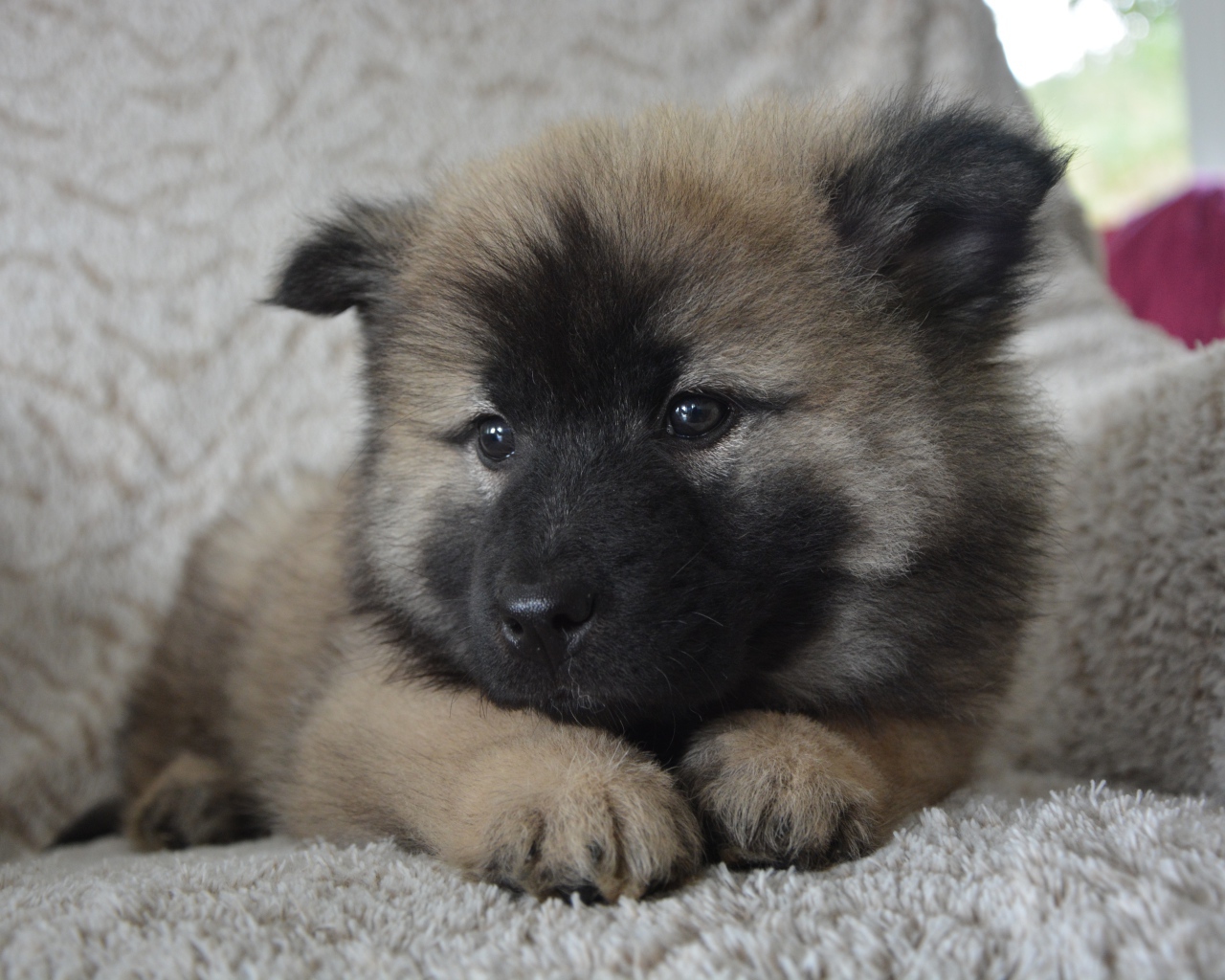 Щенок акита ину лежит на кресле 