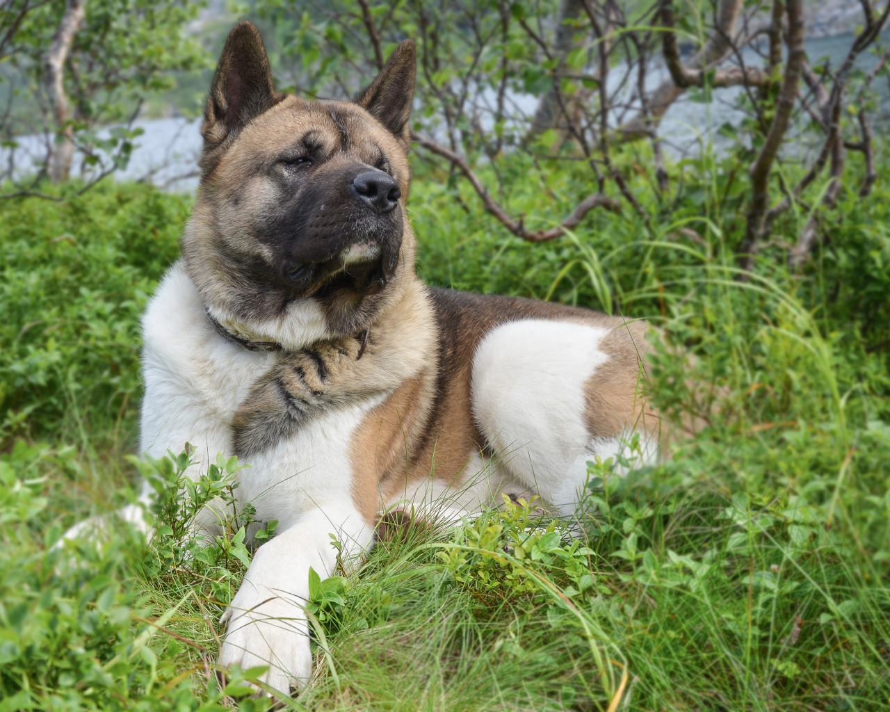 Американская акита лежит на траве