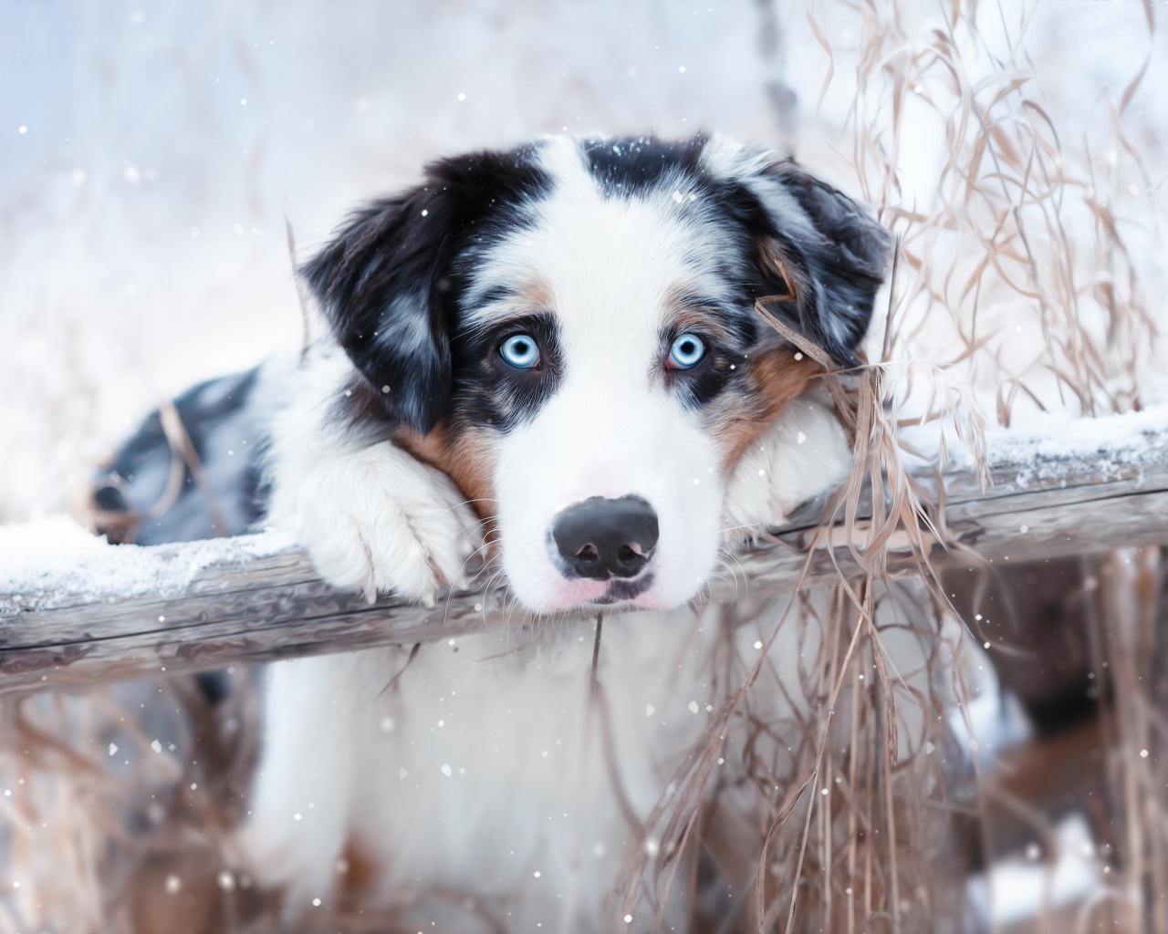 Австралийская овчарка с голубыми глазами у забора