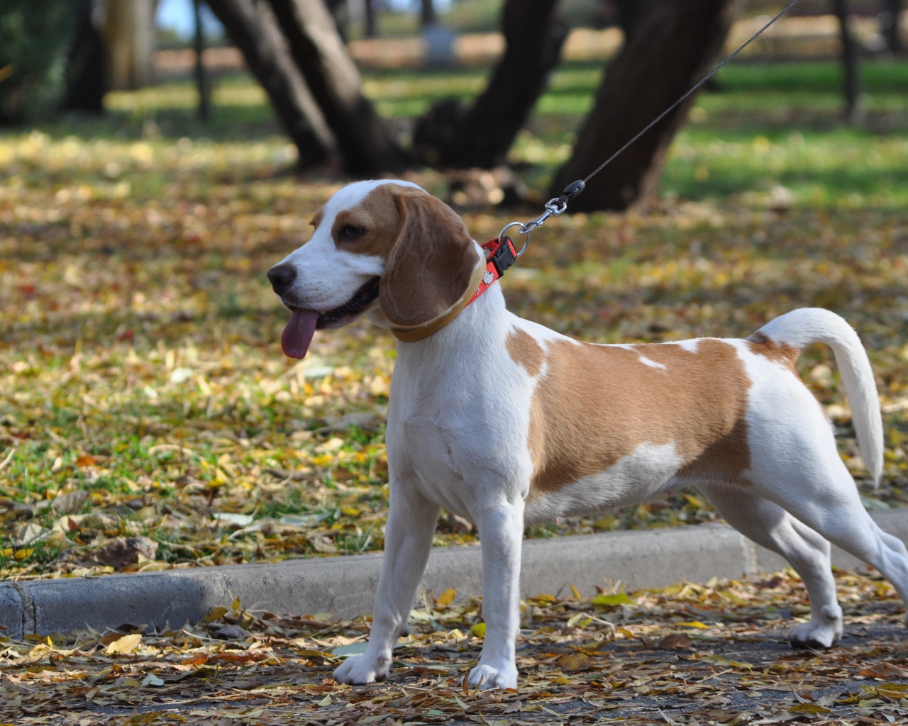 Красивый пес  породы бигль в парке 