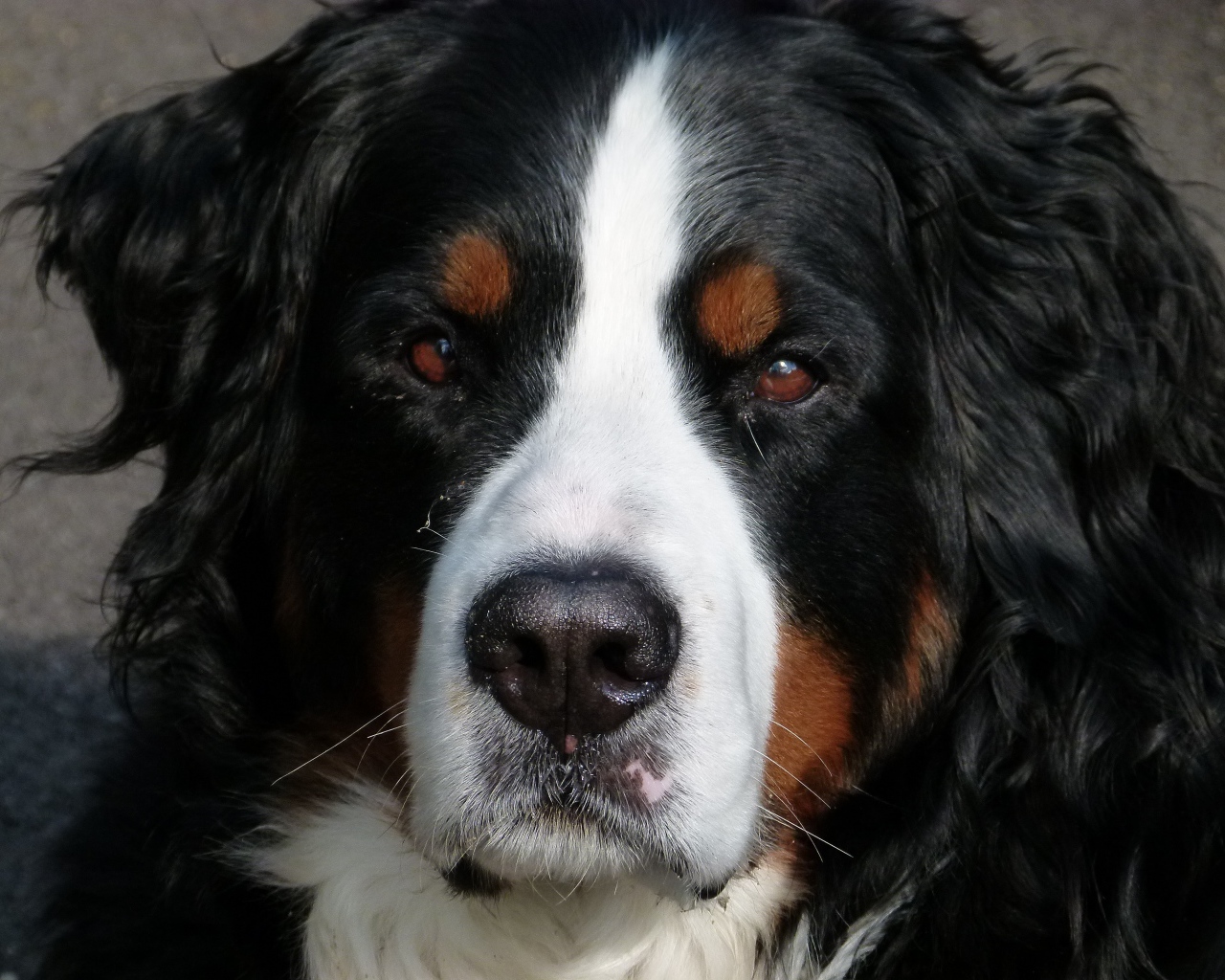 Бернский зенненхунд крупным планом 
