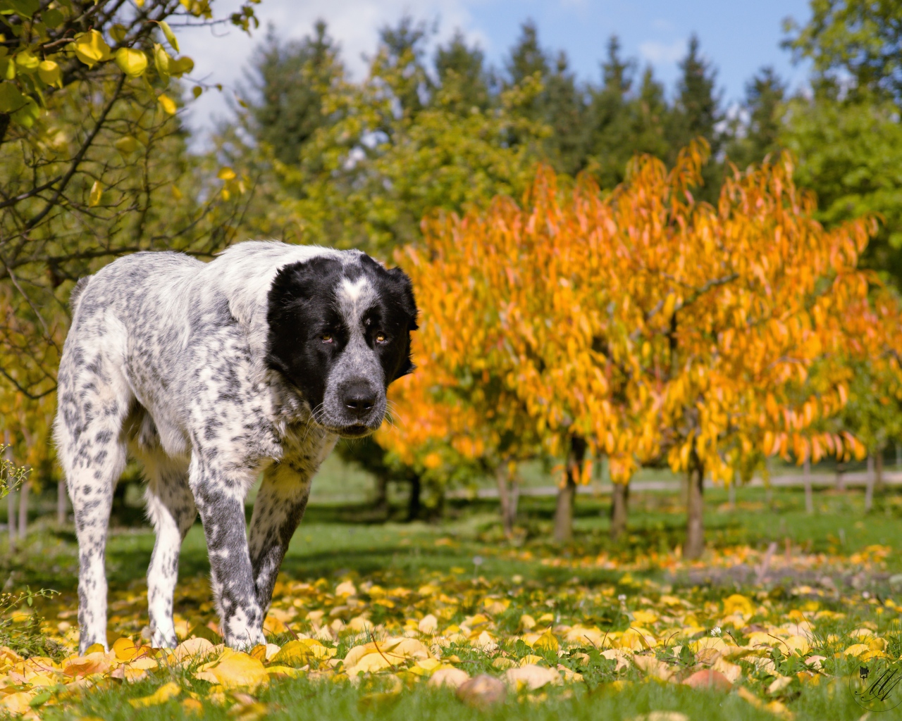 Большой алабай идет по парку осенью 