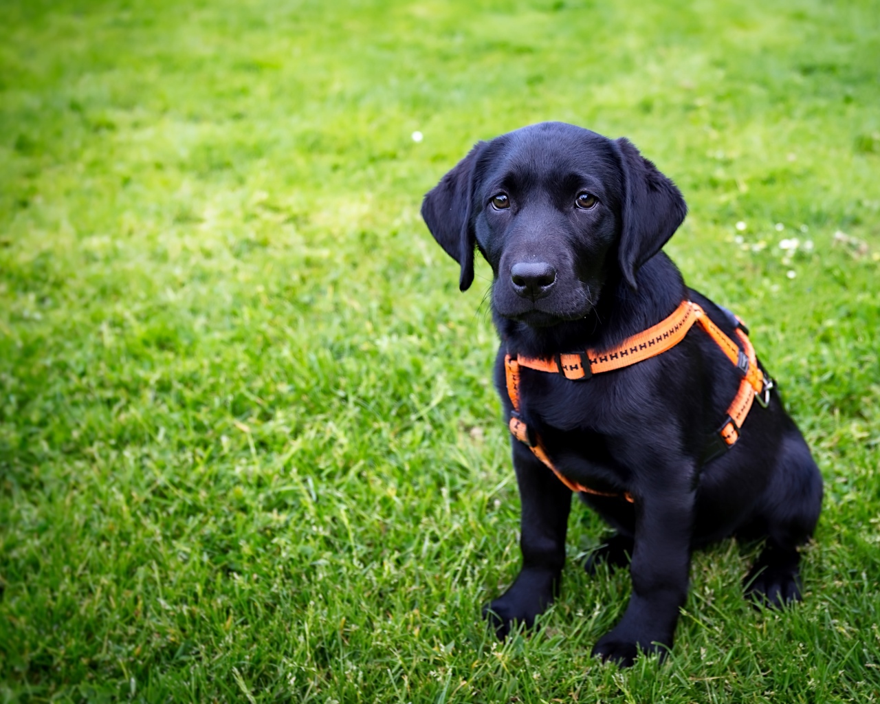 Большой черный лабрадор сидит на зеленой траве 