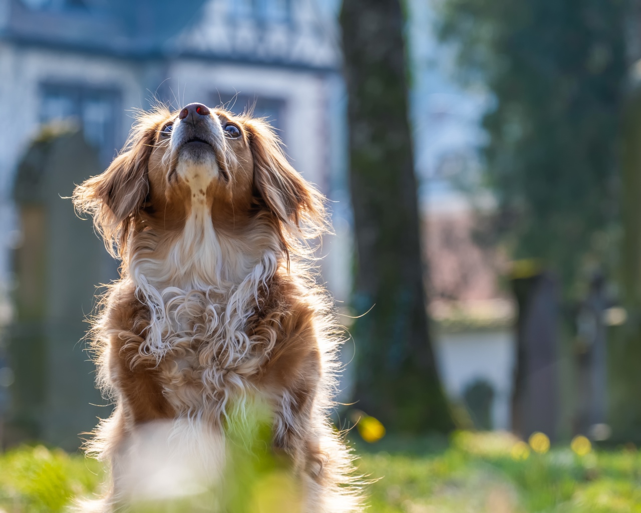 Большой пес смотрит вверх 