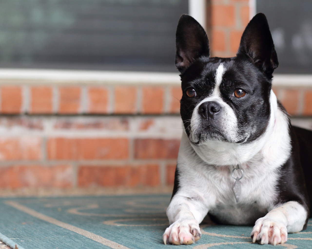 Большой французский бульдог лежит у дома 