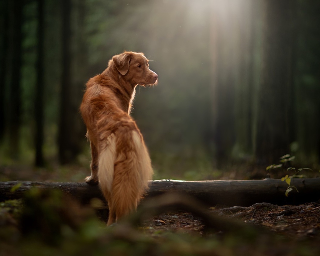 Большой золотистый ретривер гуляет в лесу 