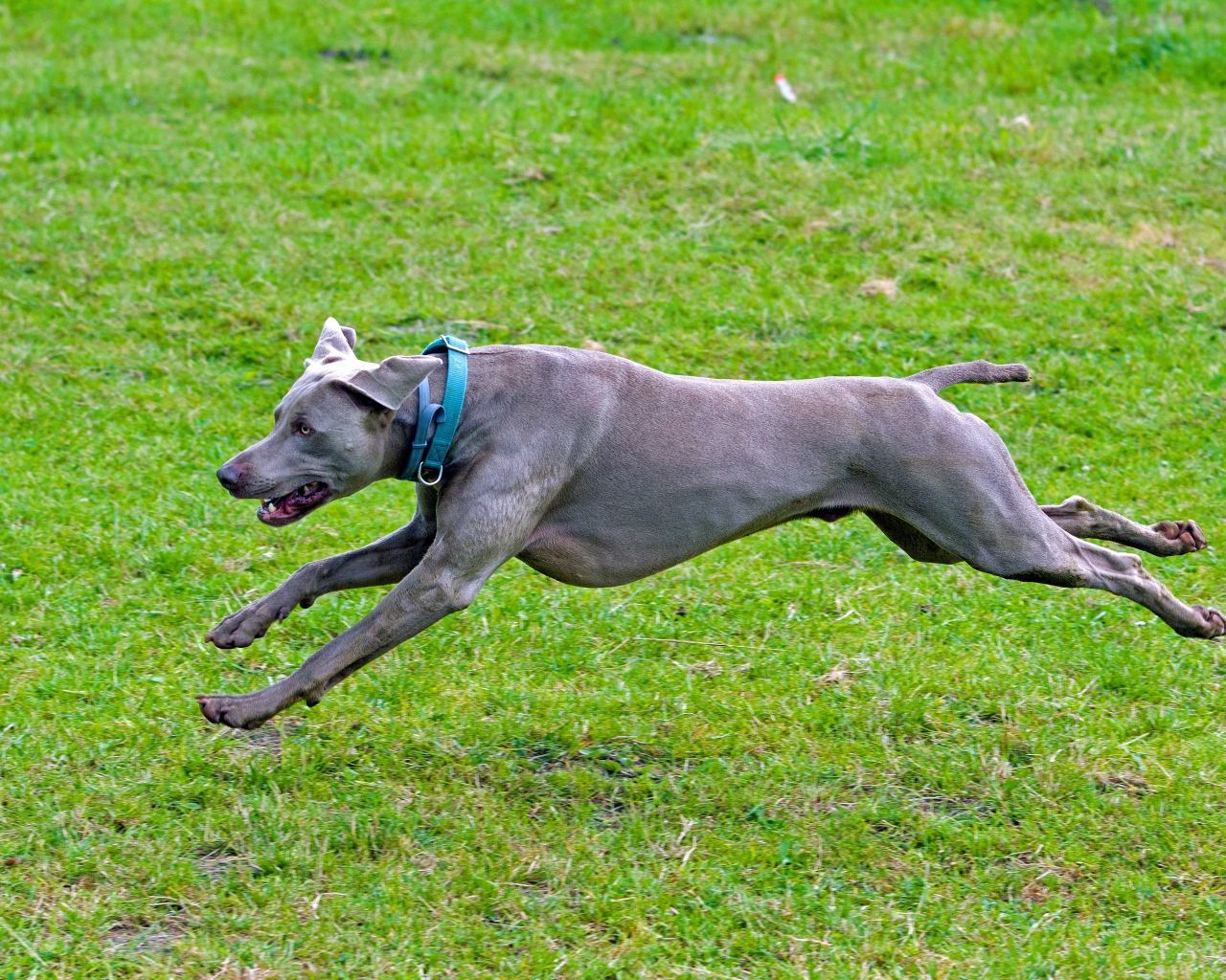 Большой серый Веймаранер бежит по зеленой траве 