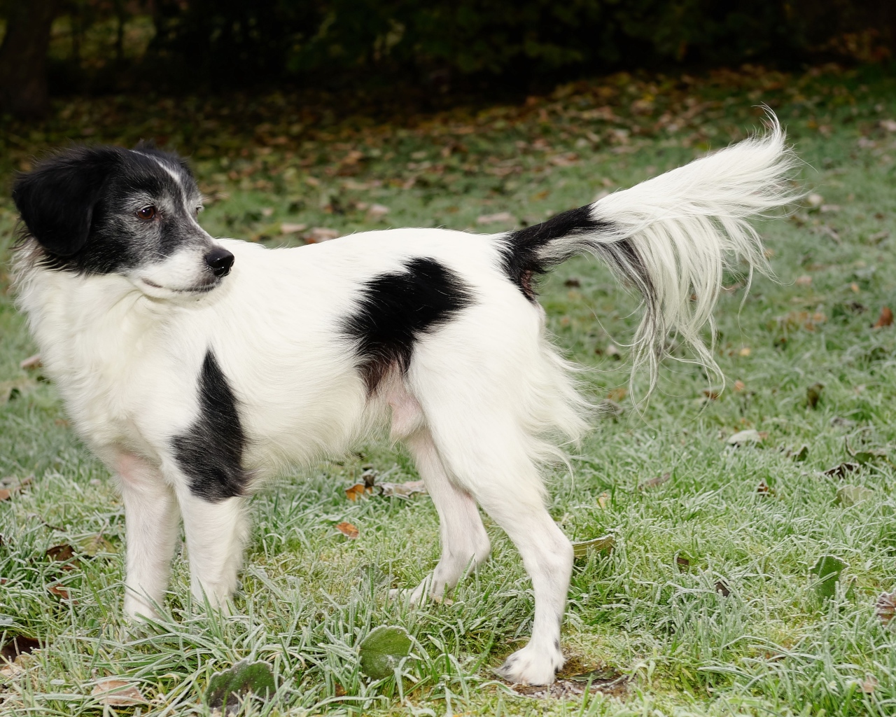 Большой бело-черный пес на зеленой траве 