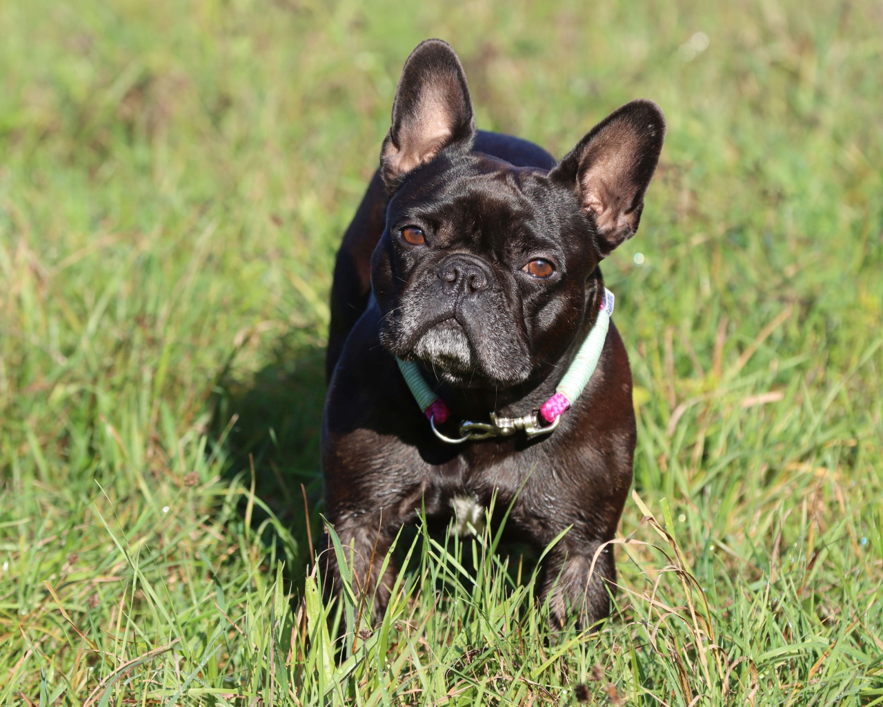 Черный французский бульдог на зеленой траве
