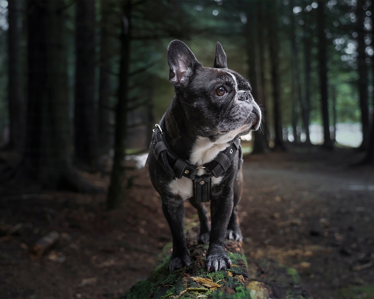 Черный французский бульдог гуляет в лесу