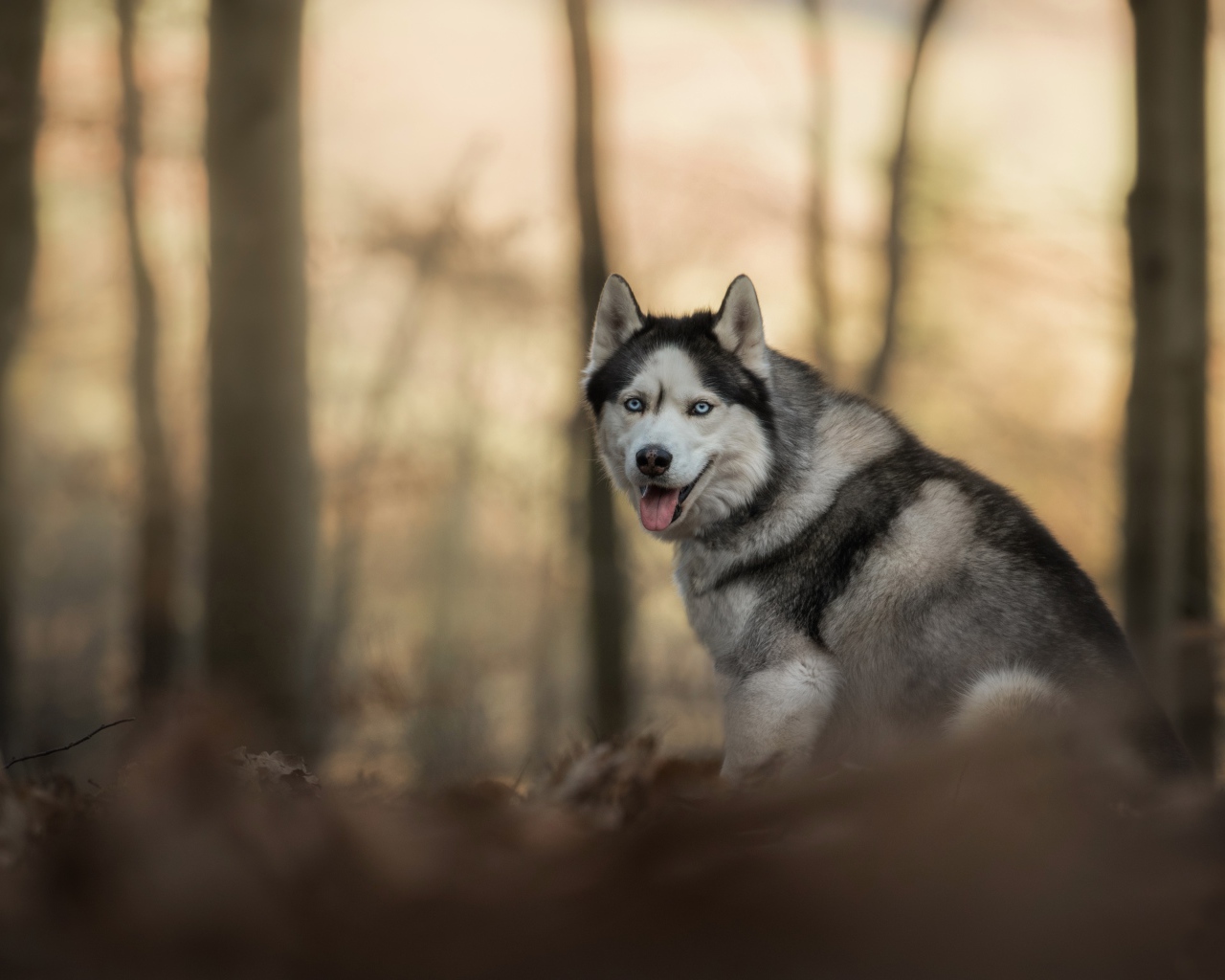 Голубоглазая хаски с высунутым языком в лесу