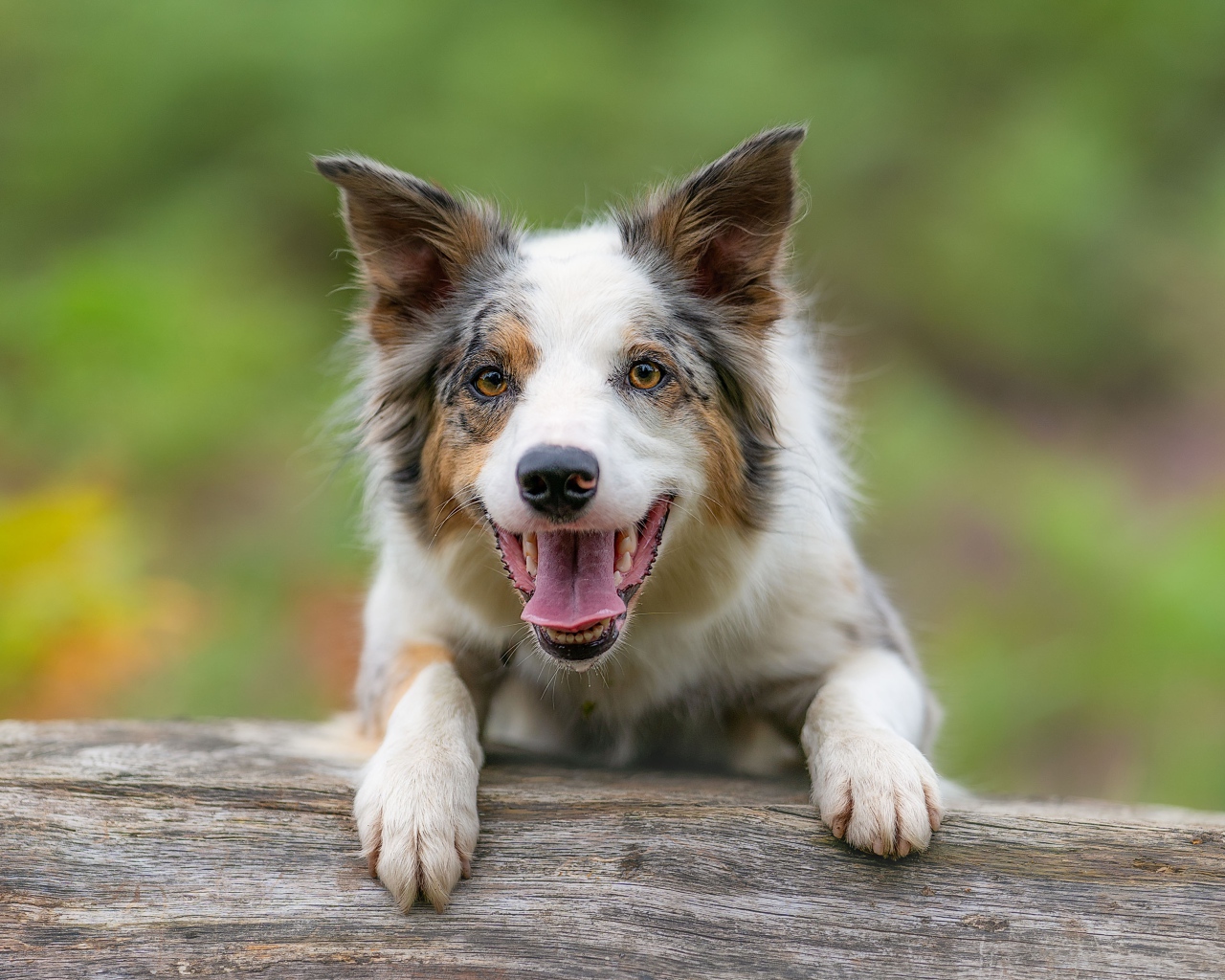 Собака породы бордер колли с открытой пастью
