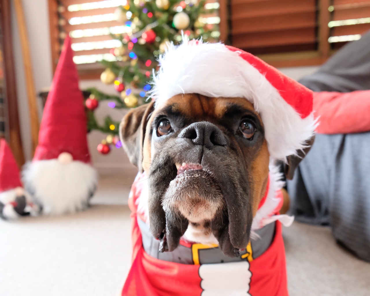 Бульдог в новогоднем костюме в  комнате 