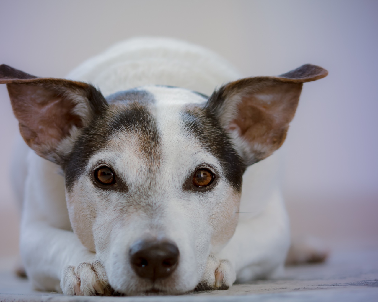 Умный грустный пес лежит на земле