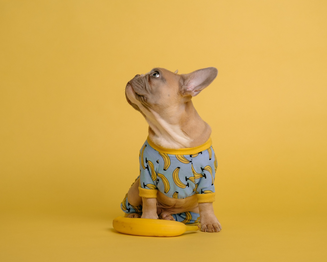 Милый французский бульдог в костюме