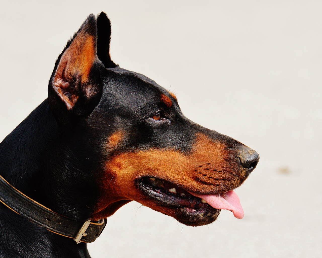 Морда добермана с высунутым языком