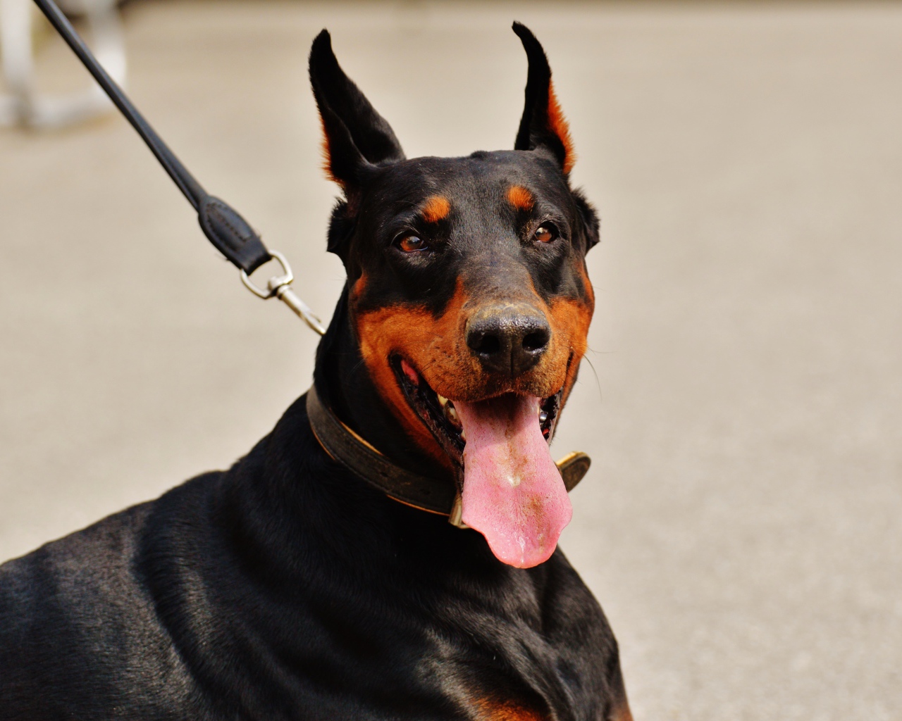 Доберман с высунутым языком на поводке 