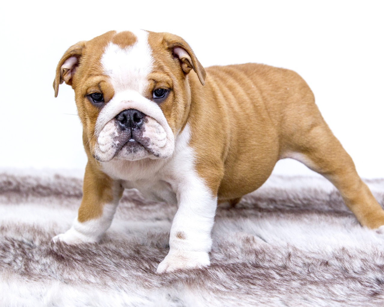 Щенок английского бульдога на подстилке